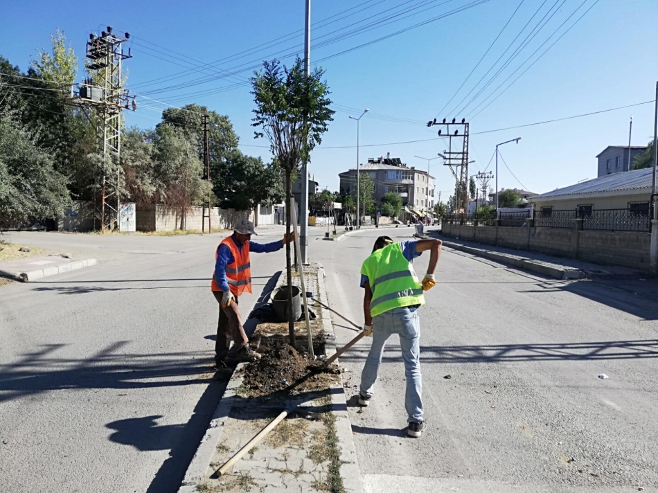 Ali Paşa, Vali Mithat Bey Mahallesi ile Koçibey Caddesi’ndeki kaldırımlarda 200’ü aşkın aşkın ağaç
