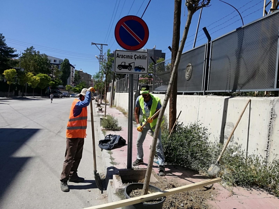 Ali Paşa, Vali Mithat Bey Mahallesi ile Koçibey Caddesi’ndeki kaldırımlarda 200’ü aşkın aşkın ağaç