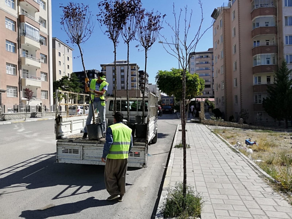 Ali Paşa, Vali Mithat Bey Mahallesi ile Koçibey Caddesi’ndeki kaldırımlarda 200’ü aşkın aşkın ağaç