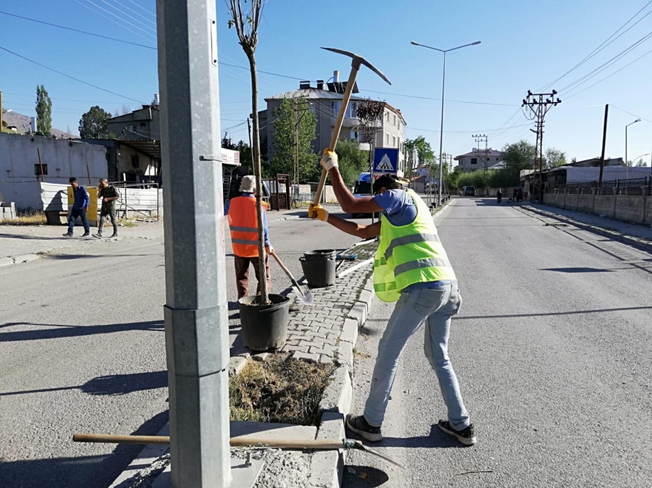 Ali Paşa, Vali Mithat Bey Mahallesi ile Koçibey Caddesi’ndeki kaldırımlarda 200’ü aşkın aşkın ağaç