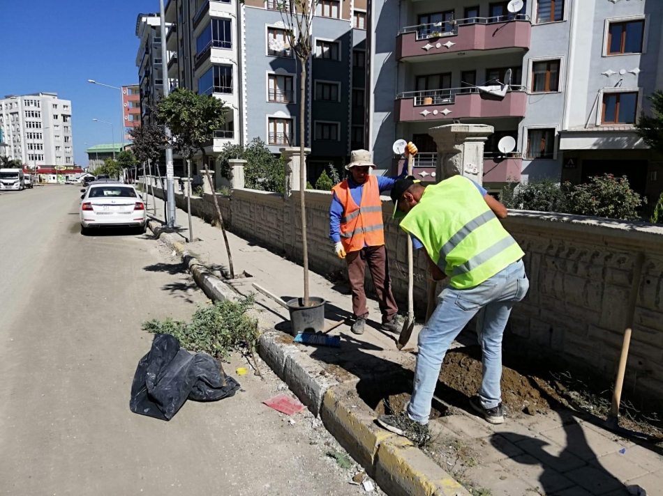 Ali Paşa, Vali Mithat Bey Mahallesi ile Koçibey Caddesi’ndeki kaldırımlarda 200’ü aşkın aşkın ağaç