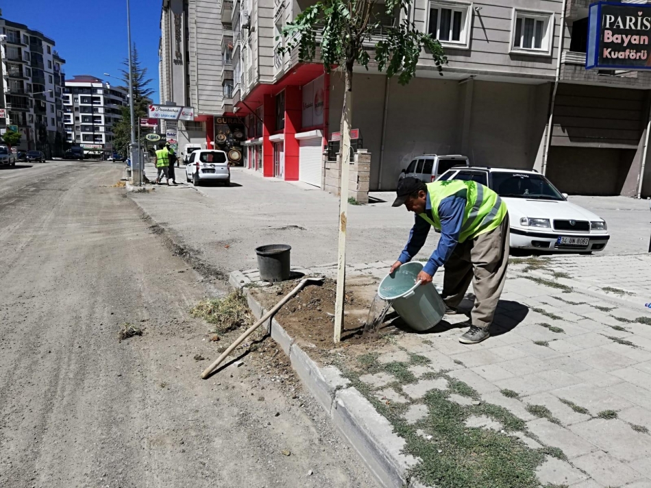 Ali Paşa, Vali Mithat Bey Mahallesi ile Koçibey Caddesi’ndeki kaldırımlarda 200’ü aşkın aşkın ağaç