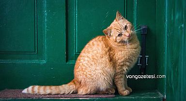 Van Fotoğraf Haber