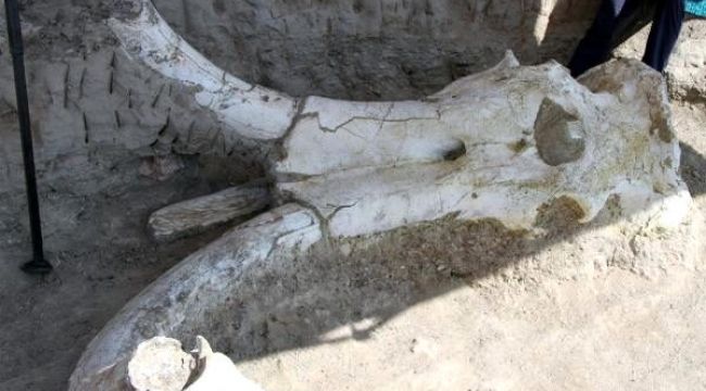 7,5 milyon yıllık fosil bulundu