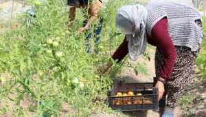 ÖZALP'LI KADINLAR TARIM ÜRETİMİNİN İLK HASILATINI YAPTILAR
