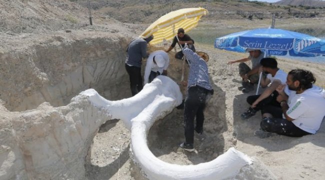 7,5 milyon yıllık fosili böyle taşıdılar