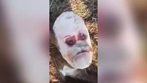İNSAN YÜZÜNE BENZEYEN HAYVAN GÖRENLERİ ŞAŞIRTTI