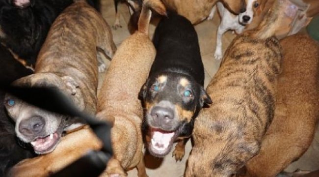 Kasırgadan korumak için 97 köpeğe evini açtı