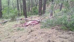 KESTİĞİ AĞAÇ SONU OLDU