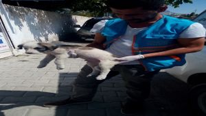 Van Sokak Hayvanlarına Sahip Çıkıyor