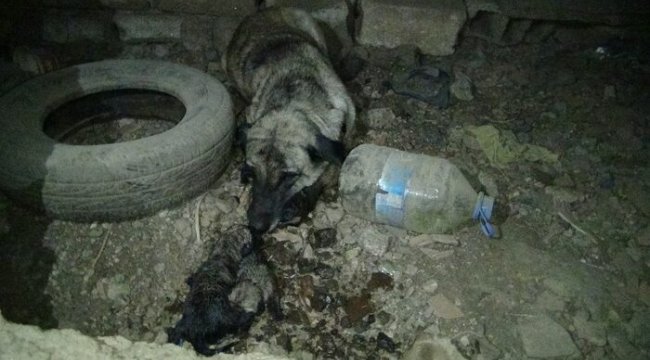 İtfaiye ekipleri yavru köpeği boğulmaktan kurtardı
