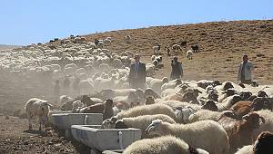 TUŞBA BELEDİYESİ’NDEN BÖLGE HAYVANCILIĞINA DESTEK