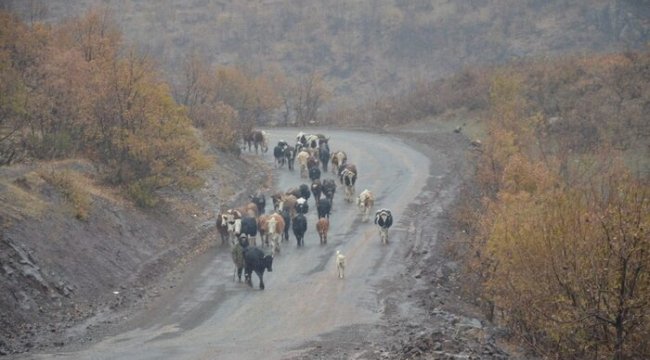 Kar yağışı göçerleri olumsuz etkiledi