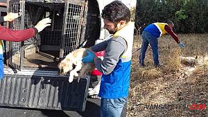 KÖPEK YAVRUSUNA BELEDİYE EKİPLERİ SAHİP ÇIKTI