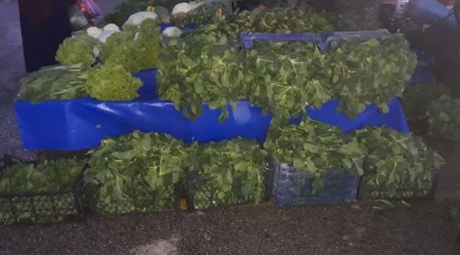 TONLARCA ISPANAK ÇÖPE ATILIYOR