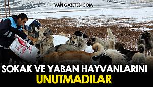 SOKAK HAYVANLARINA YARDIM ELİ UZANDI