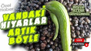 Van Salatalıklarında Dikkat Çeken Detay
