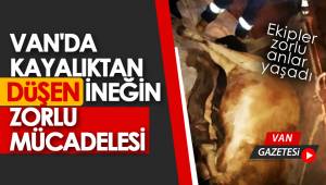 VAN'DA KAYALIKTAN DÜŞEN İNEĞİN ZORLU MÜCADELESİ