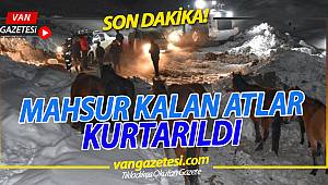 MAHSUR KALAN ATLAR KURTARILDI
