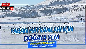 YABAN HAYVANLARI İÇİN DOĞAYA YEM