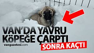 VAN'DA ARAÇLA ÖNCE ÇARPTI SONRA BIRAKIP KAÇTI - vanhaber - Van haberleri
