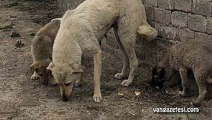VAN BELEDİYESİ NELER YAPIYOR?