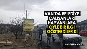 VAN'DA BELEDİYE ÇALIŞANLARI HAYVANLARA ÖYLE BİR İLGİ GÖSTERDİLER Kİ