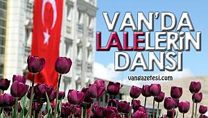 Van'da lalelerin dansı