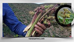 Van'da uçkunlara büyük rağbet! Van uçkunun yararları nelerdir?