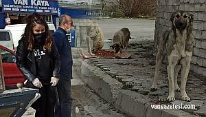 Van’daki Belediye çalışanları sokak canlıları için canla başla çalışıyor - Vanhaber
