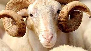  Hayvan pazarları ve kesim yerlerinde virüse karşı dikkat