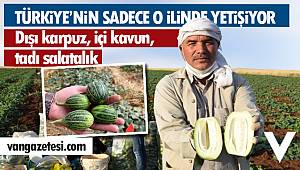 Türkiye'nin sadece bu ilinde yetişen şelengonun hasadına bu yıl erken başlandı