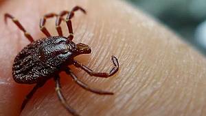 Van İçin Kene Uyarısı