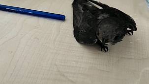 Vanhaber - Van'da uçurtma ipine takılan Ebabil Kuşu, ölümden döndü