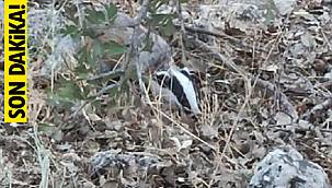 Bu ilde 'kırmızı liste'ye alınan porsuk görüntülendi