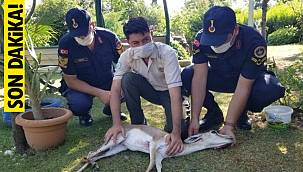 Manisa'da şaşırtan hayvan - İlk kez görüldü
