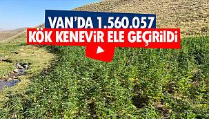 Van'da 1.560.057 kök kenevir ele geçirildi - İşte detaylar - Videolu