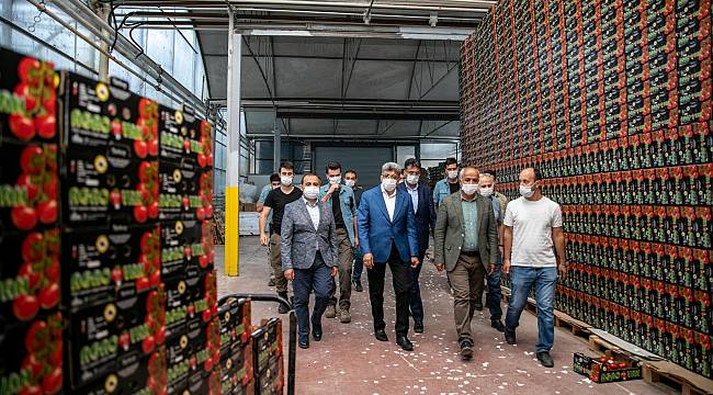 Van'da il dışına TIR'larla Domates sevkıyatı