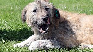 BİR ÇOK YETİSİNİ YİTİREN KÖPEĞE GEREKEN YAPILDI