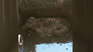 Logar çukuruna köpek düştünce – Ekipler seferber oldu