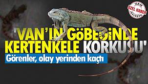 Van'ın Göbeğinde Kertenkele Korkusu
