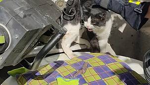 Korkuluğa Sıkışan Kedi Korku Dolu Anlar Yaşattı