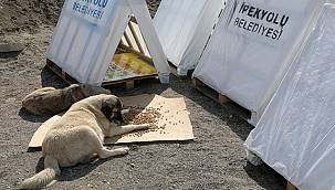 Van'da Sokak Hayvanlarına Yeni Yuva