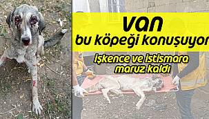 Van Bu Köpeği Konuşuyor
