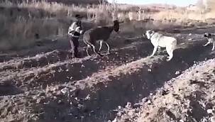 İnsan kılıklı caninin cezası belli oldu