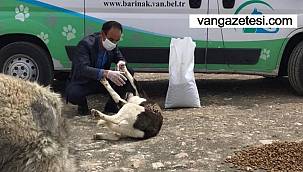 Sokağa çıkma yasağında sokak hayvanları unutulmadı