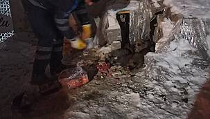 Tuşba Belediyesi Hayvanları Da Es Geçmedi