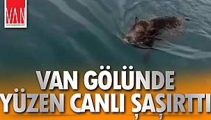 Van Gölünde Yüzen Canlı Şaşırttı