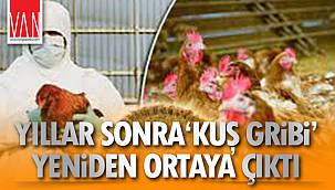 Yıllar Sonra Kuş Gribi Yeniden Ortaya Çıktı