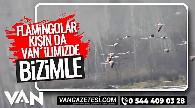 Flamingolar Kışın da Van ilini tercih etti - Haberin Detayları Van Haber'de